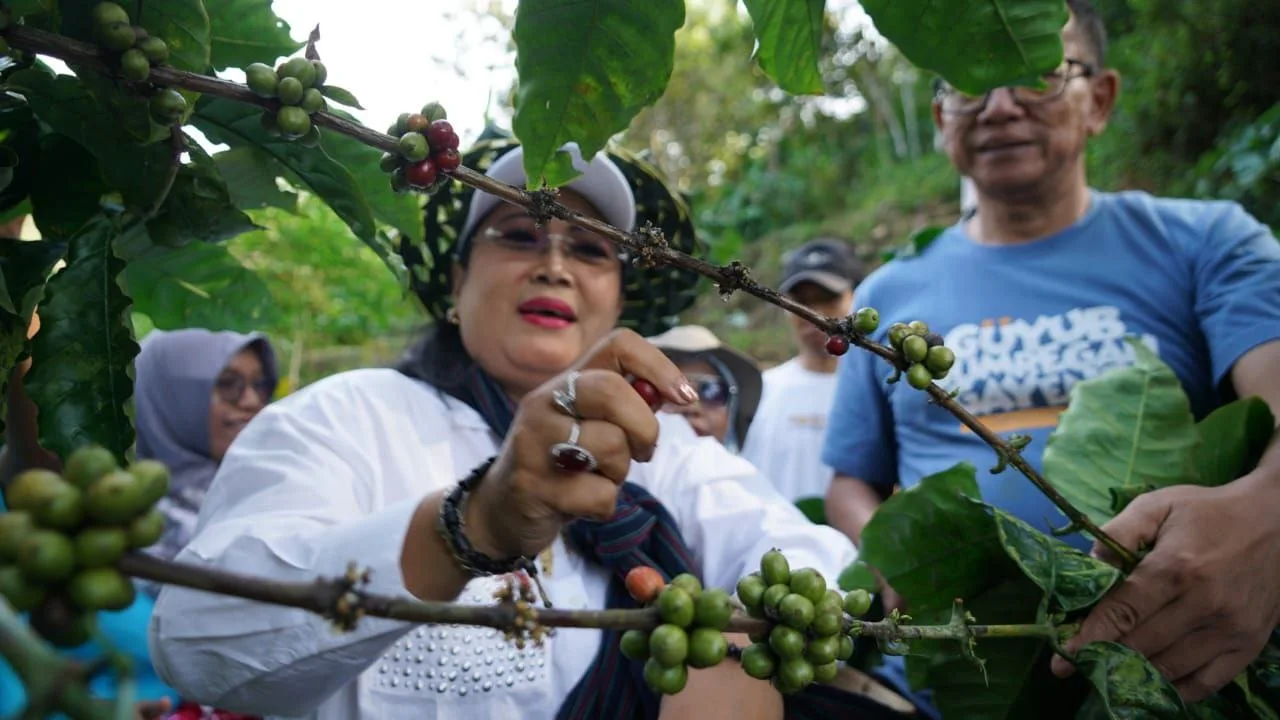 Kopi Gunung Gambar Mulai Panen, Menjadi Ikon Baru dari Gunung Keramat Gunungkidul