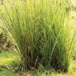 Akar Wangi Tekan Longsor di Semin Gunungkidul: Kisah Sukses Mitigasi Berbasis Alam yang Mengubah Zona Merah jadi Aman