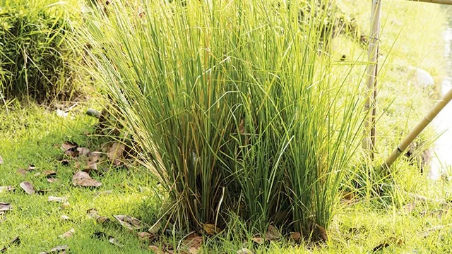 Akar Wangi Tekan Longsor di Semin Gunungkidul: Kisah Sukses Mitigasi Berbasis Alam yang Mengubah Zona Merah jadi Aman